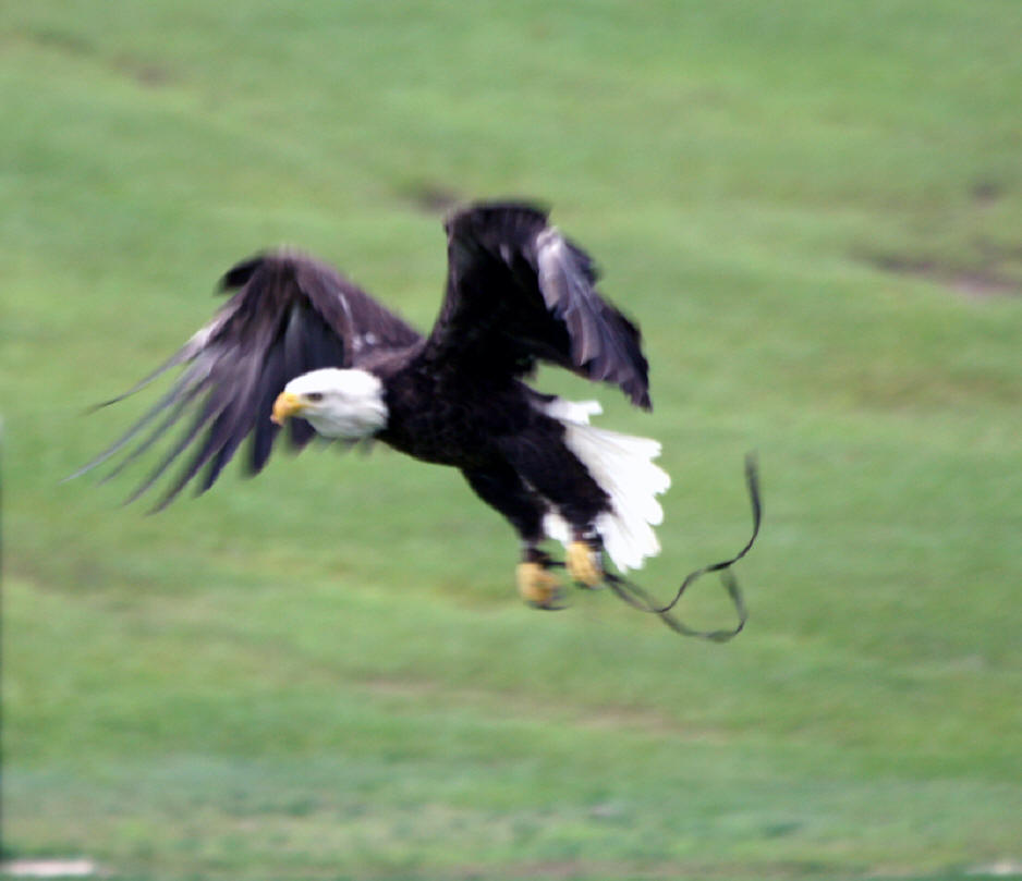 Freedom the eagle mascot