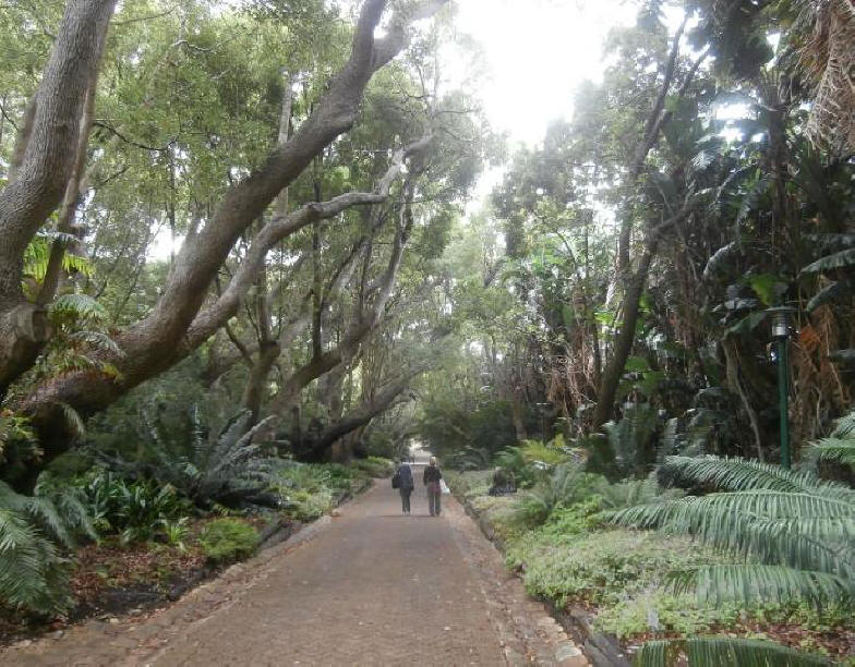 walkway at  Kirstenbosch National Botanical Garden in South Africa