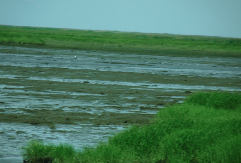 Delaware tidal salt  marsh 
