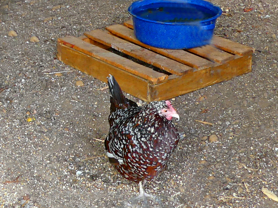 Speckled Sussex Chicken at Nash Farm