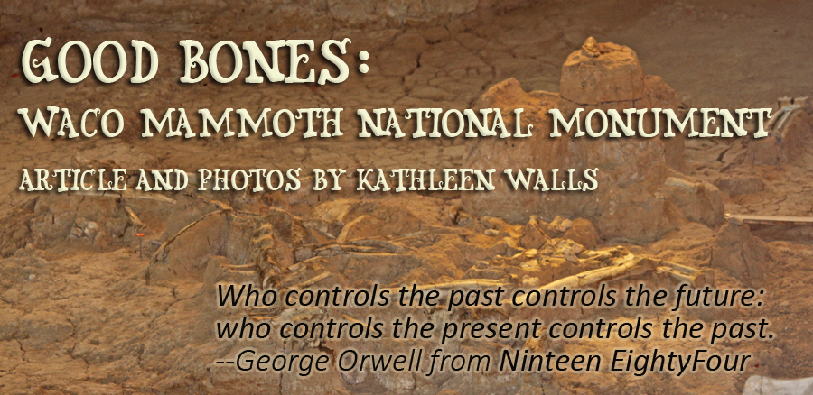 bones image used as a header for Waco Mammoth National Monument. 