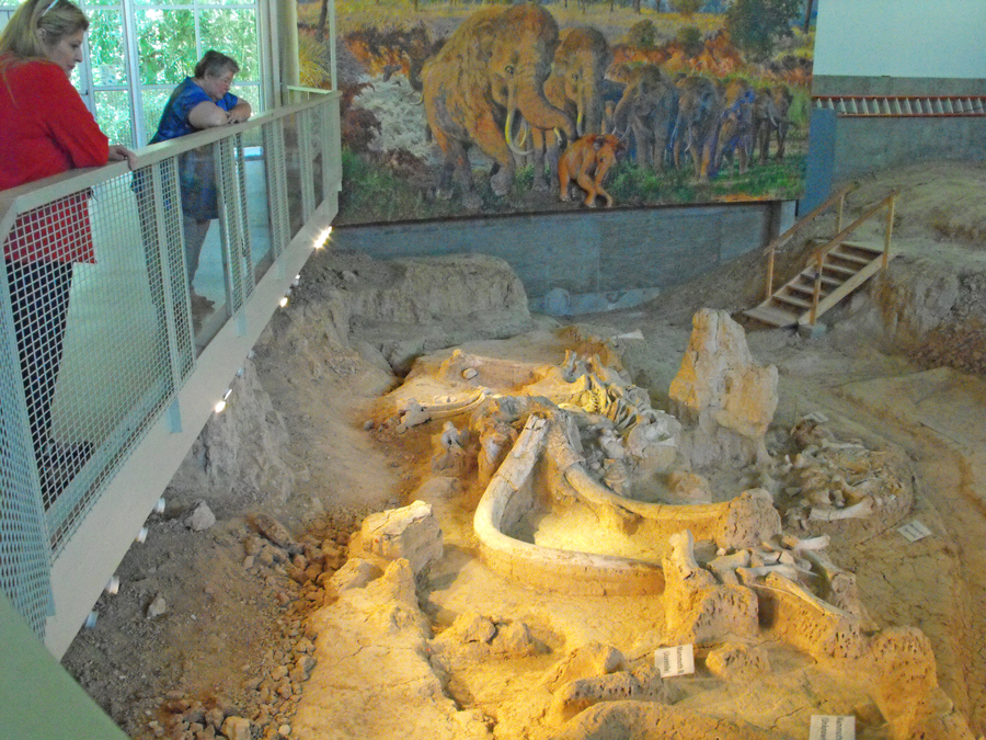 visitors look at colombian mammothe bones at Waco Mammoth National Monument. 