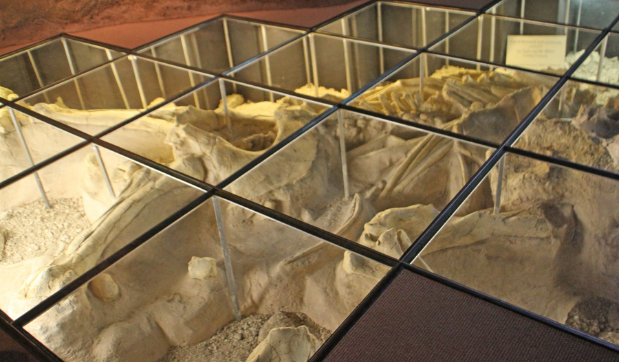Mayborn Musuem in Waco, Texas exhibit showing Mamoth fossils