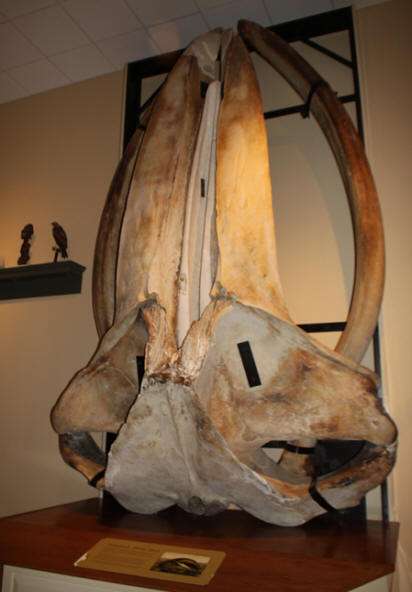 Mayborn Musuem in Waco, Texas exhibit showing whale jarbone