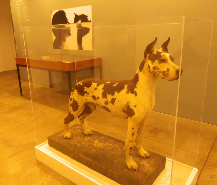 Cecil a stuffed Great Dane at Andy Warhol Museum