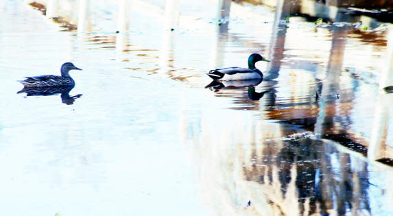 Ducks swimming at Phinizy Swamp Nature Park in Augusta, GA