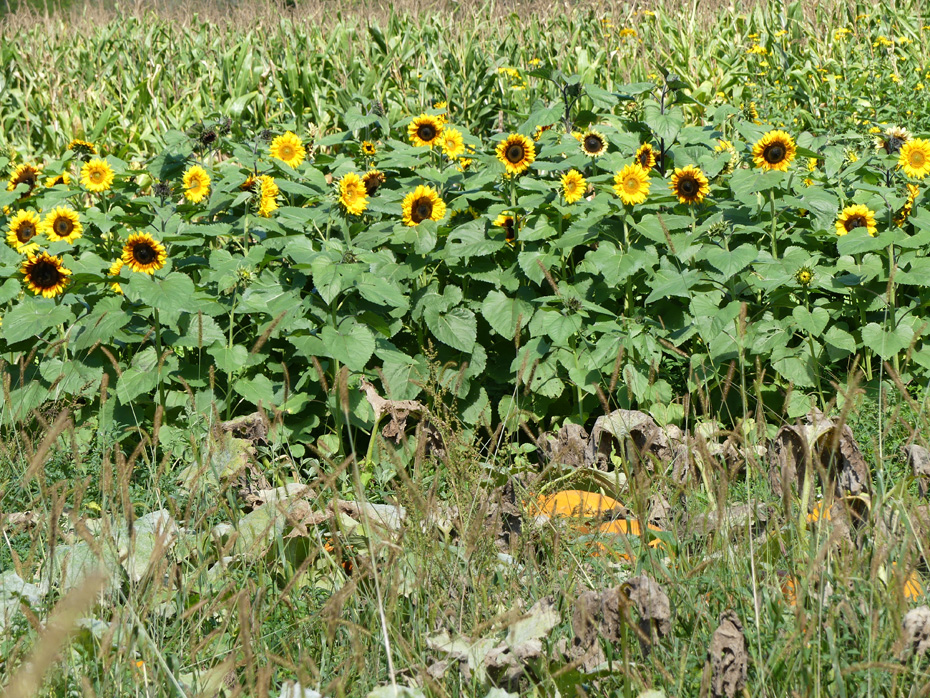 sunflowers with a pumpkin growing in front