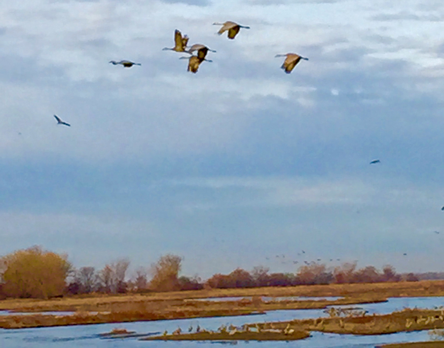 Sandhill crane arrival in Nebraskaflying in over islands 