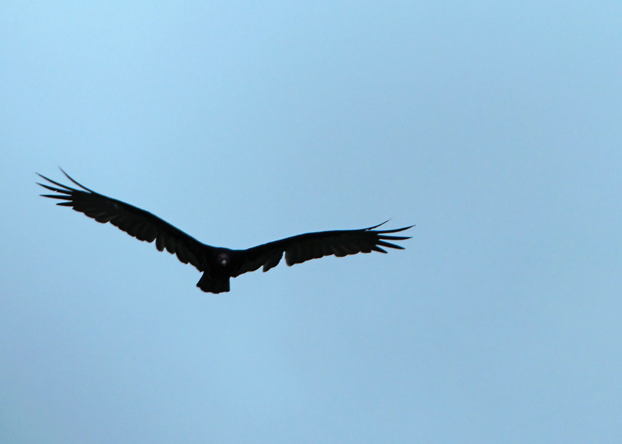 A huge vulture flies overhead
