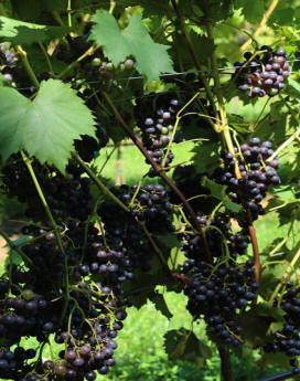 grapes growing in Yadkin Valley in North Carolina