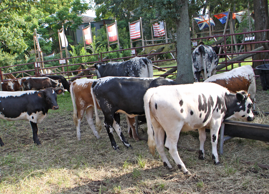 Andalucian cattle in St. Augustine, FL