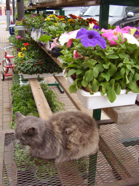 A resident Rutledge cat.JPG (144316 bytes)