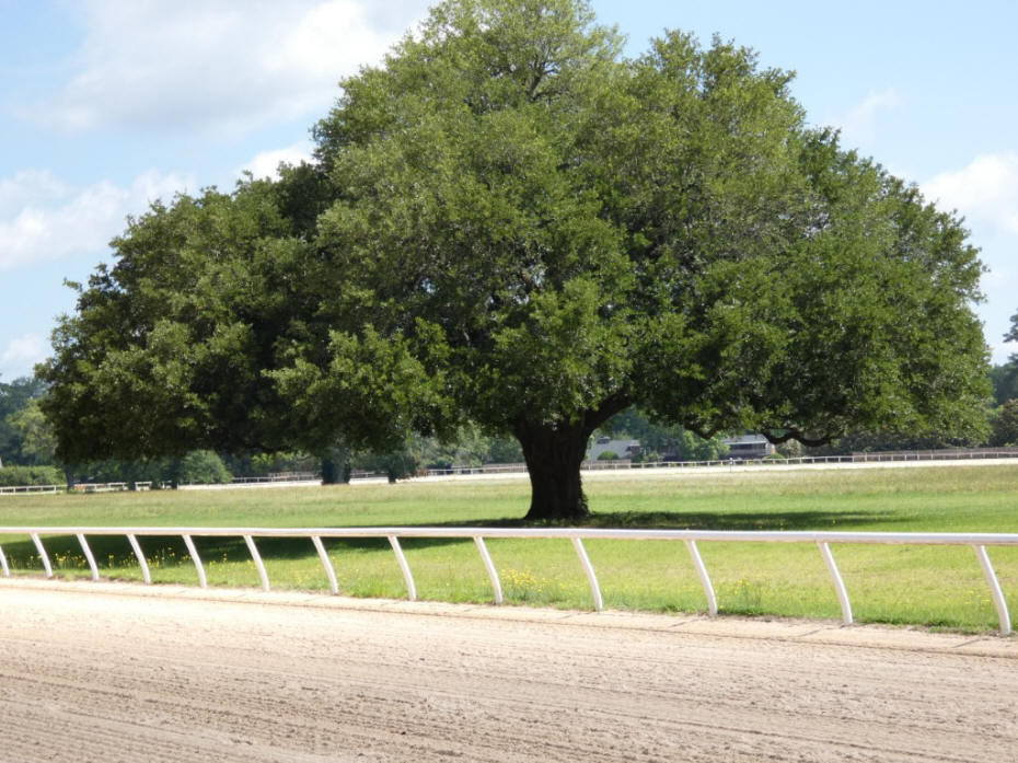 oak at track where blue peter is buried
