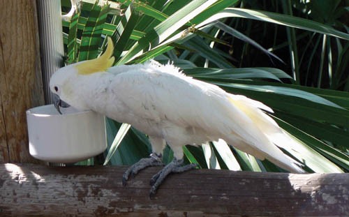 CeCe Sulphur Crested Cockatoo.jpg (1761673 bytes)
