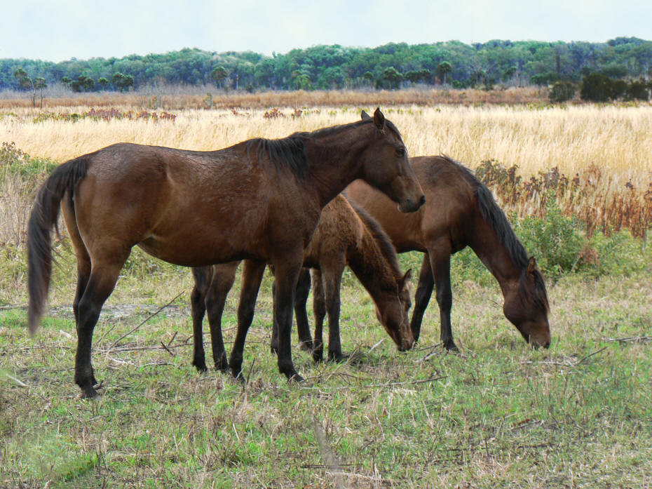 cracker horses at paynes prarie