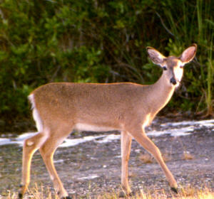 key deer