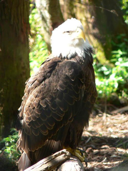 Eagle Busch Sanctuary.jpg (2727980 bytes)