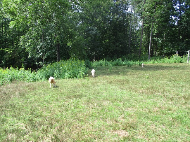 sheep