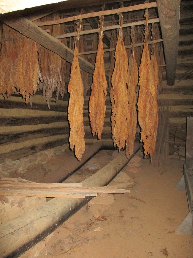 tobacco plant