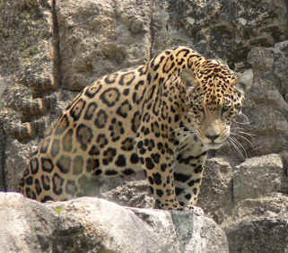 Jaguar.jpg (2122627 bytes)