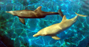 Lilly and Nellie small.jpg (451800 bytes)