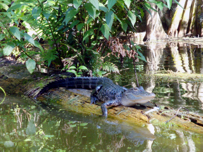 Alligator