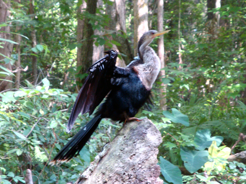 Anhinga