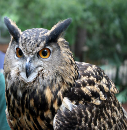 owl 