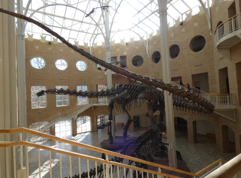 dinosaur fossil