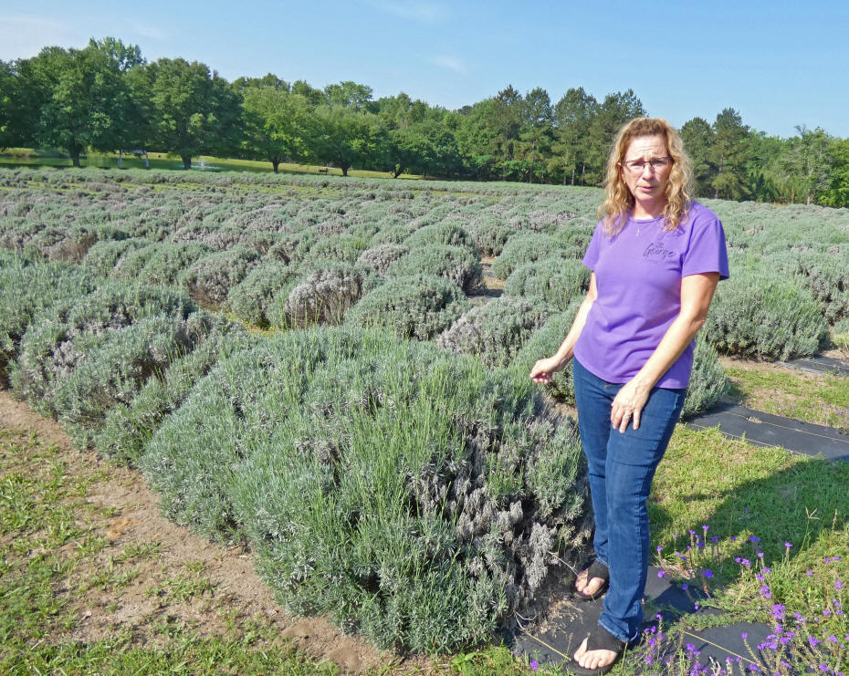 woman showing lavender crop
