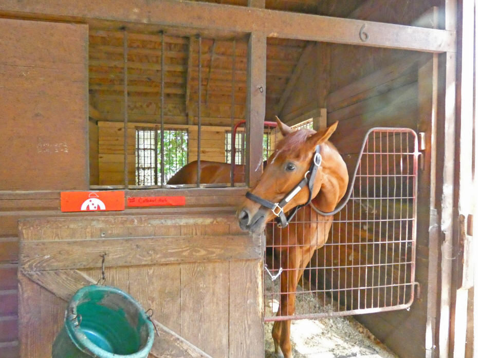 horse in stable lookin at fee bucket