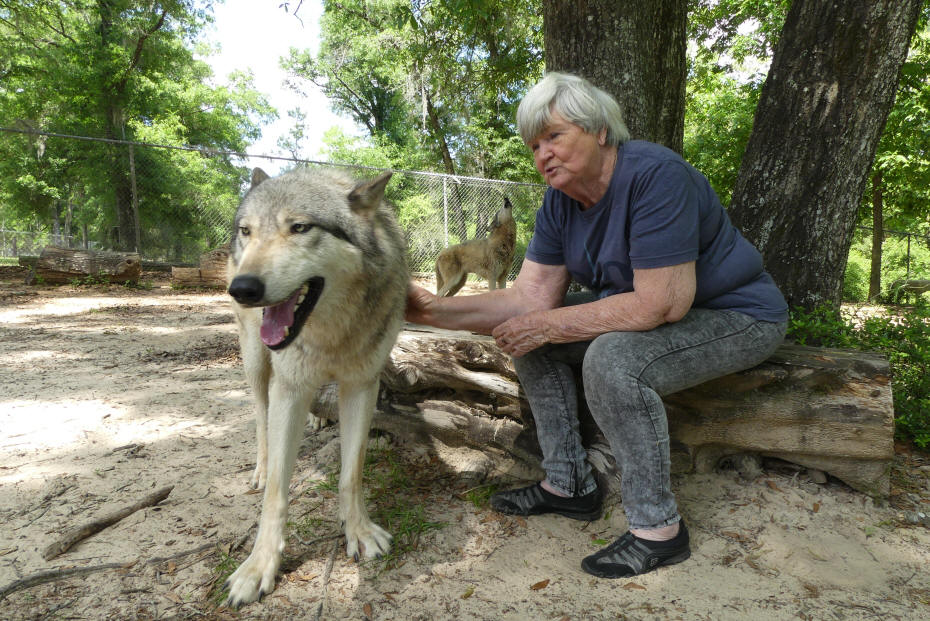 me_wolf_seacrest_wolf_preserve