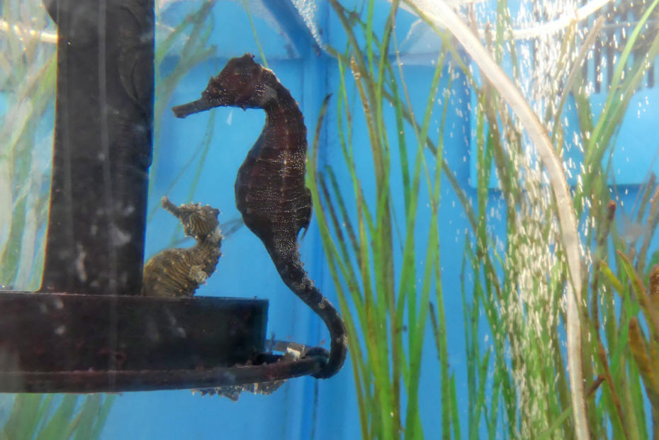seahorse at aquarium