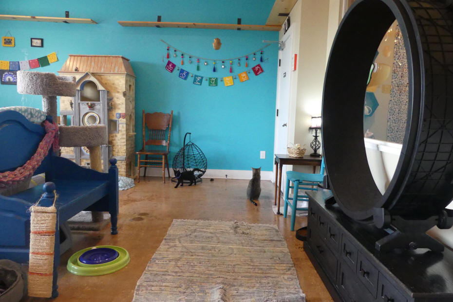 cat cafe