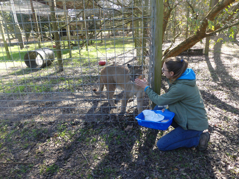 guide petting fl panther at carson springs