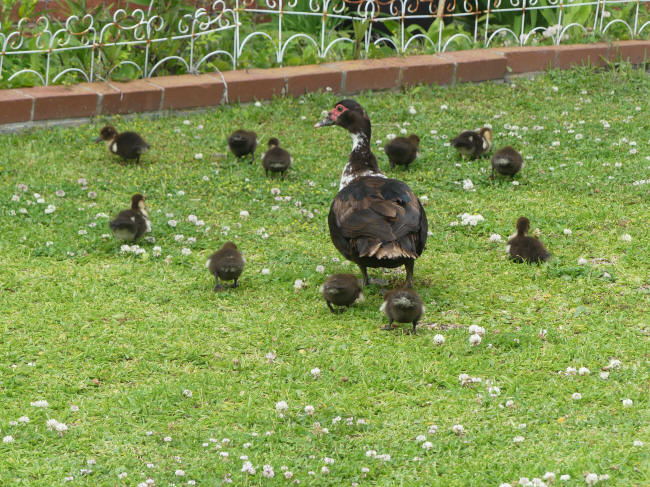 mama duck and babies