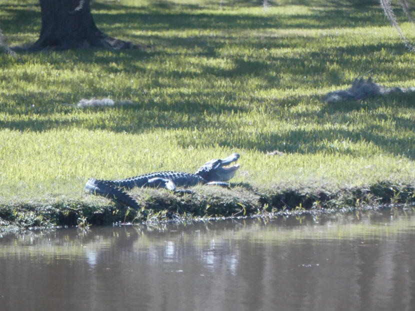 alligator sunning with oak trees draped in moss behind