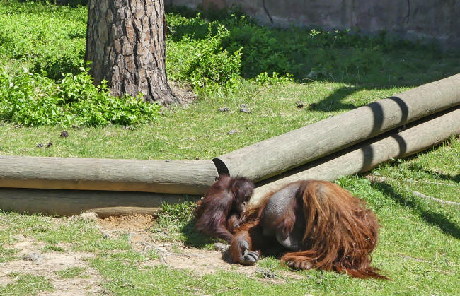 mama and baby orangutan