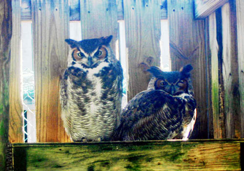 Pair owls.jpg (1937767 bytes)