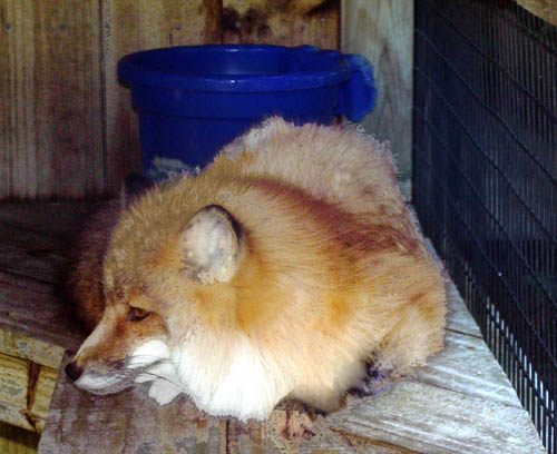 Red Fox Busch WL S.jpg (4432655 bytes)