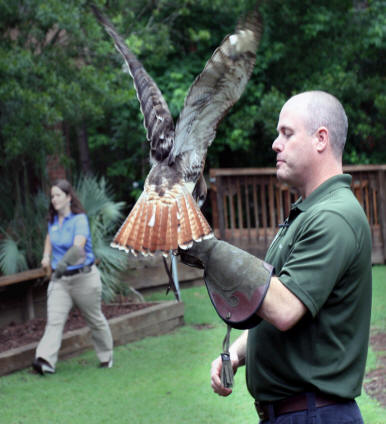 Red tailed hawk