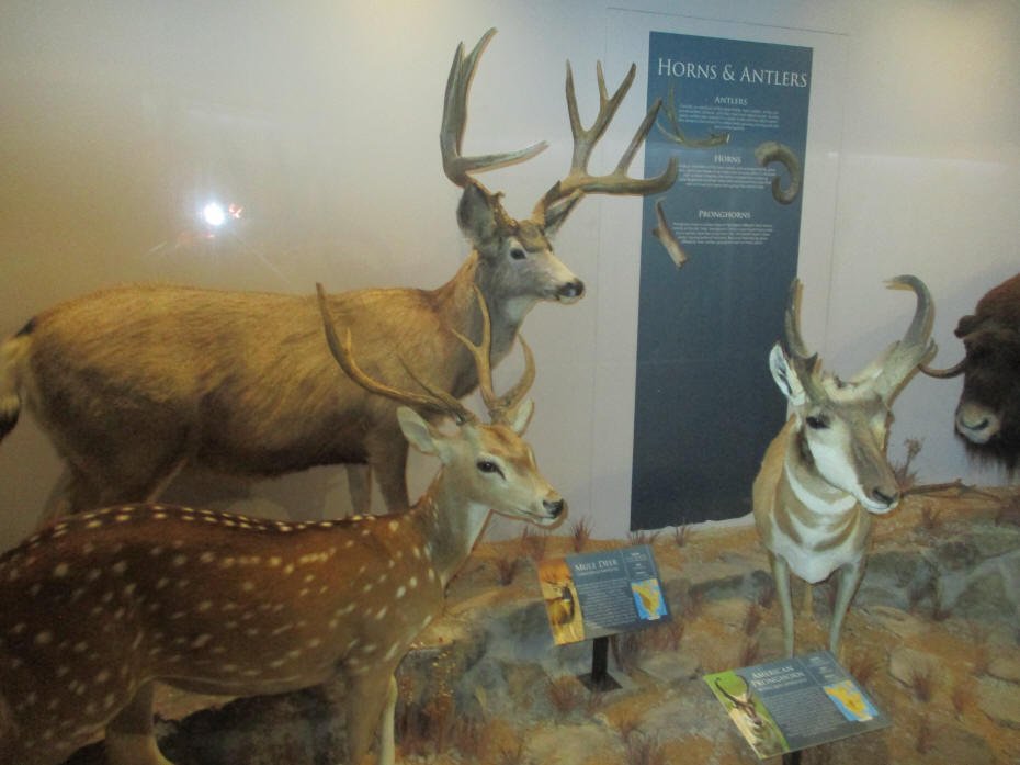 Antlers