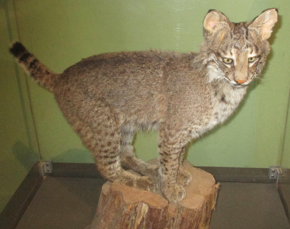 bobcat