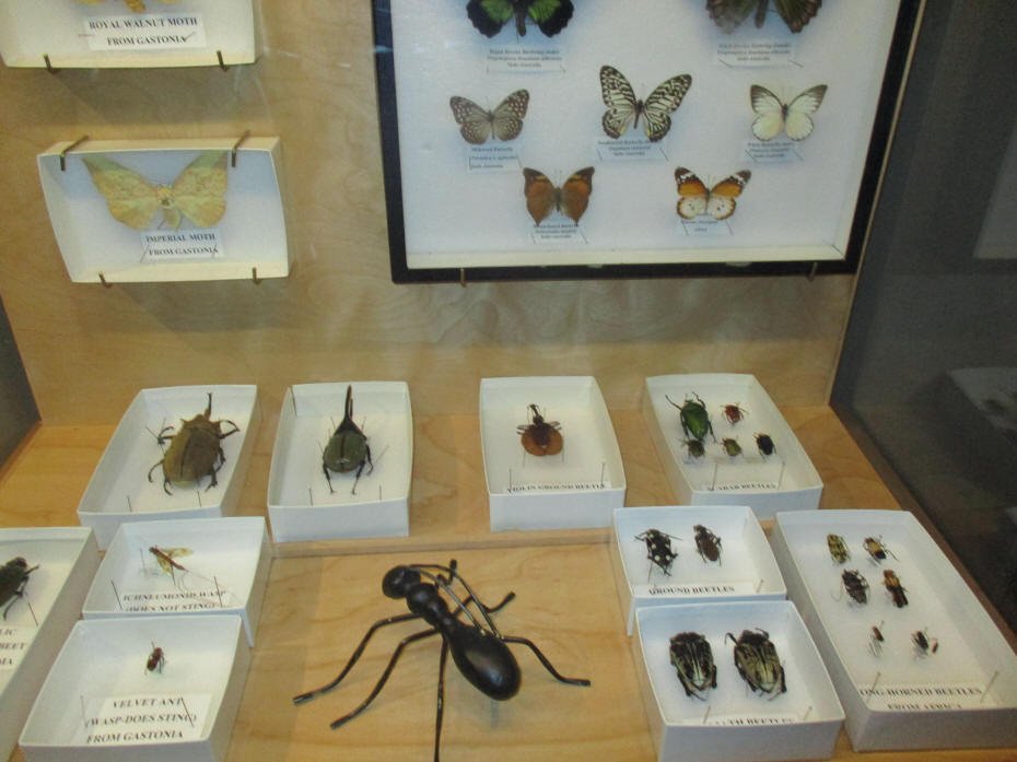 Insects 