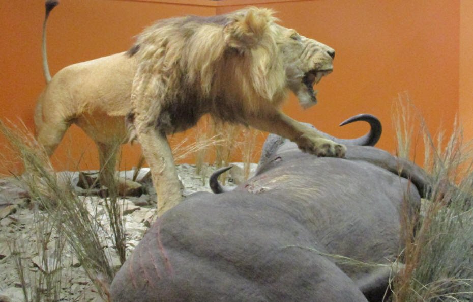  Lion