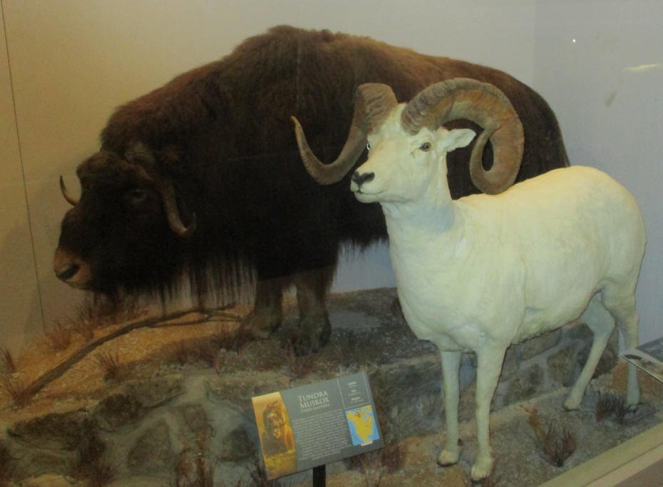 Muskox 