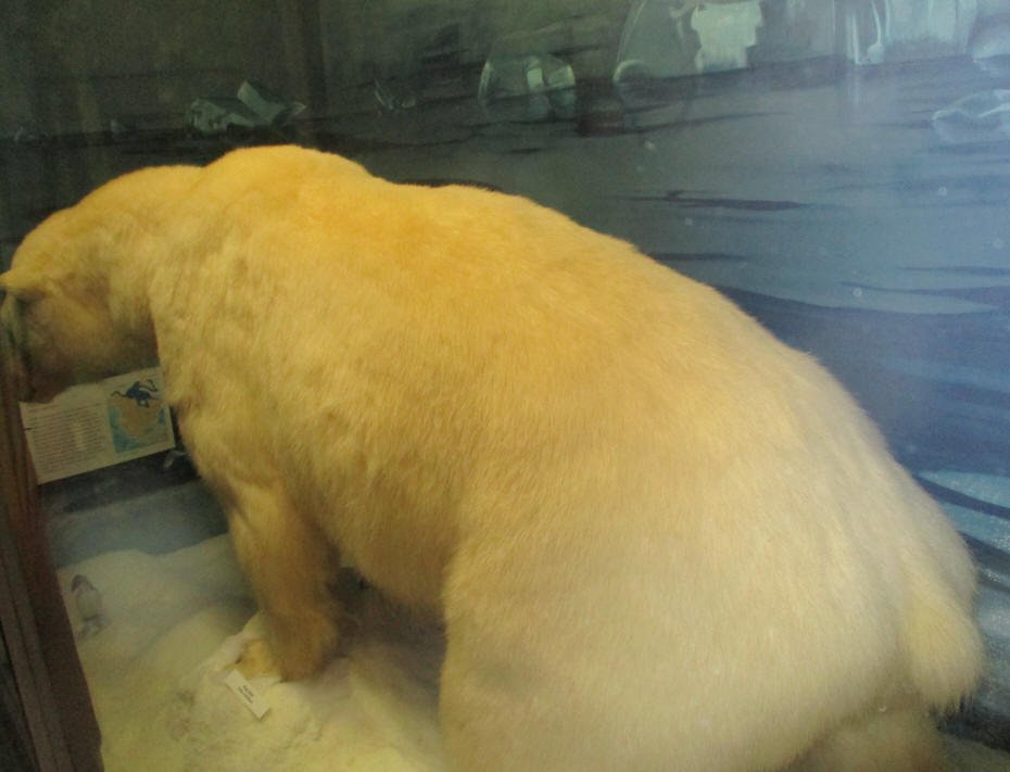  Polar Bear
