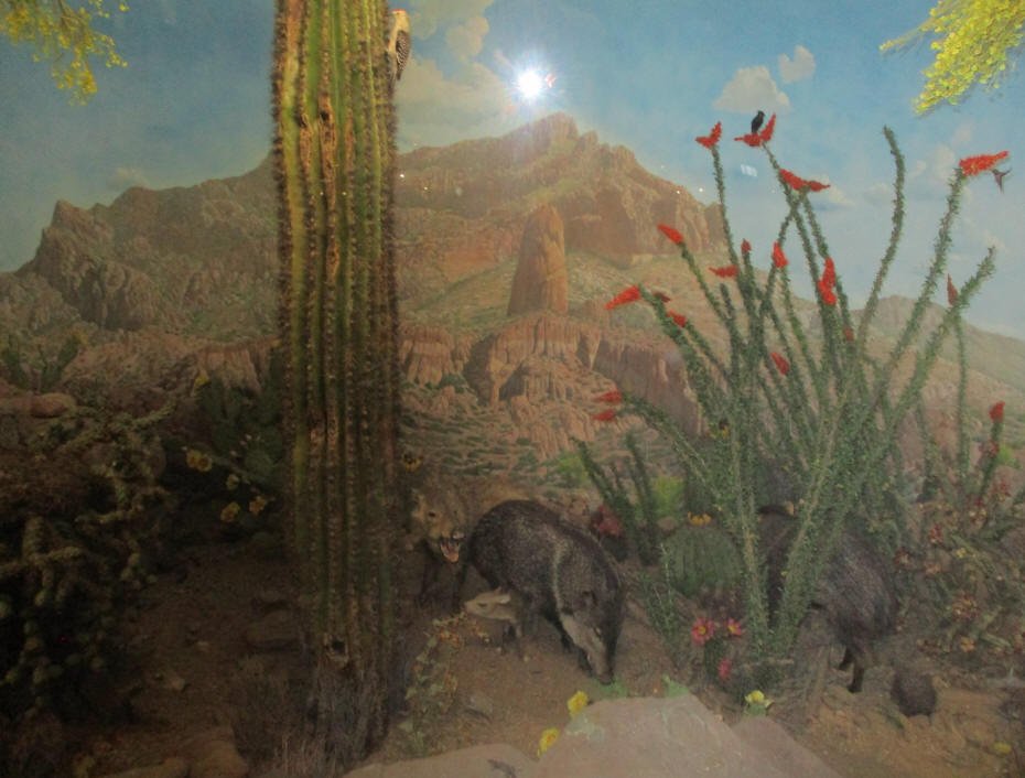  Sonoran Desert 