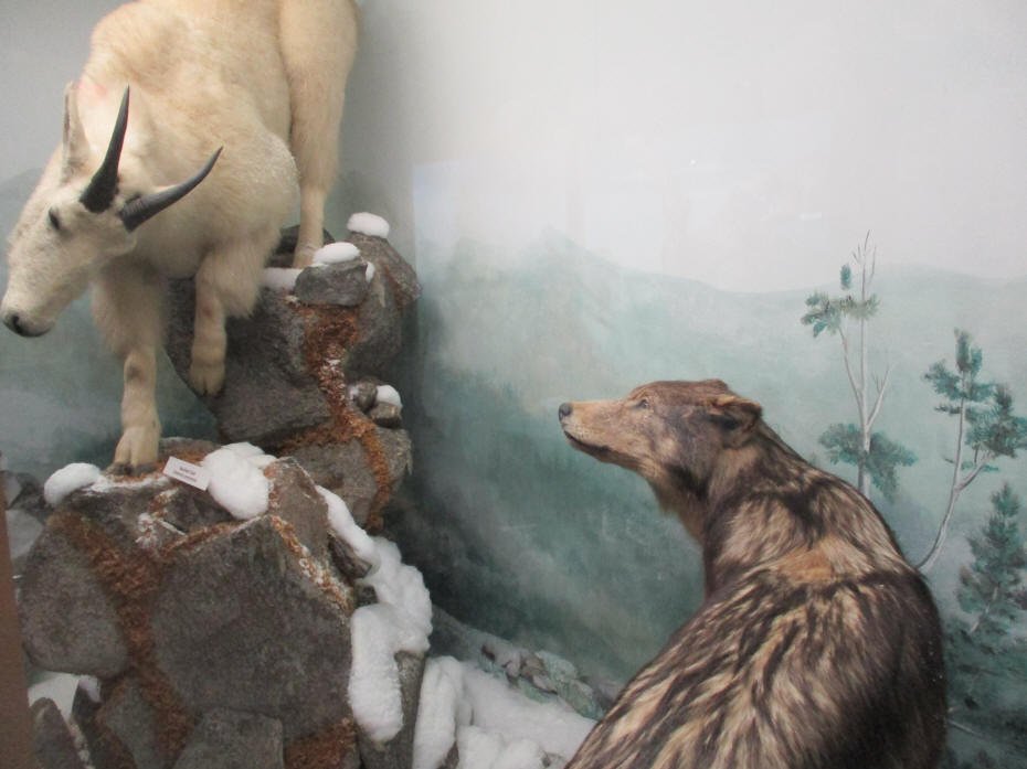 Mountain goat and Timber Wolf