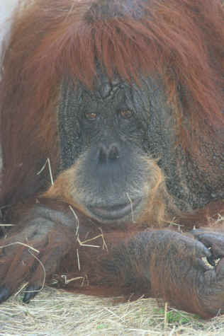 Tonda Crediit Zooworld.jpg (4896572 bytes)
